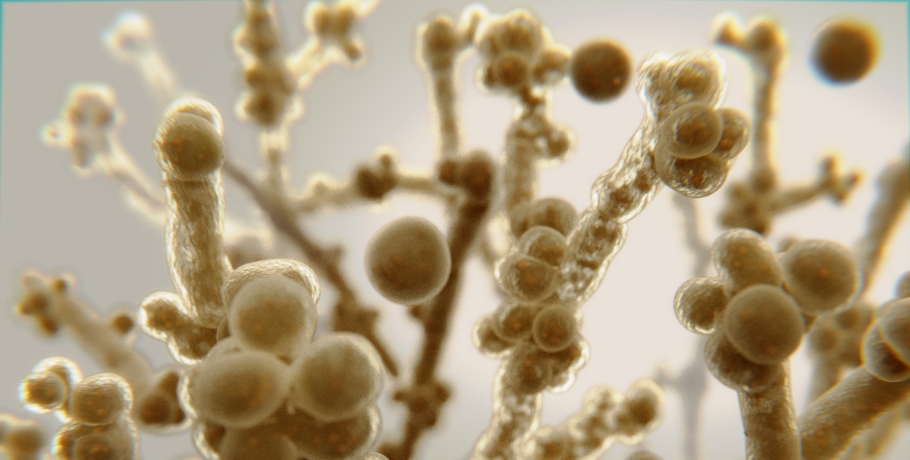 Which species of Candida and other fungi are there?