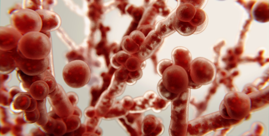 Candida’s main forms: yeast form, hyphal form, and biofilm phase