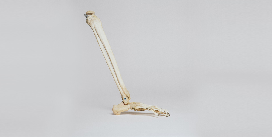 Everything You Need to Know About Calcium Everything You Need to Know About Calcium