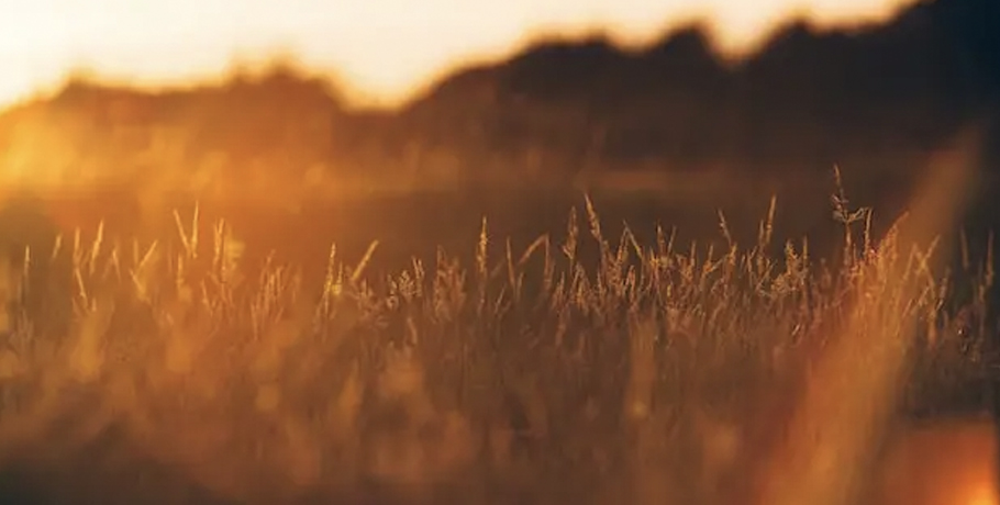 Why Beef Liver is a Nutrient-Packed Superfood for Your Health Why Beef Liver is a Nutrient-Packed Superfood for Your Health