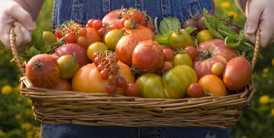 Fructose in Added Form – Moderation is Key Fructose in Added Form – Moderation is Key