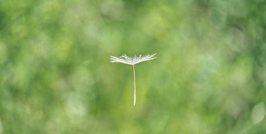 Probiotics can reduce pollen allergy symptoms