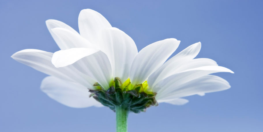 Quercetin – The Allergy Sufferer's Friend?