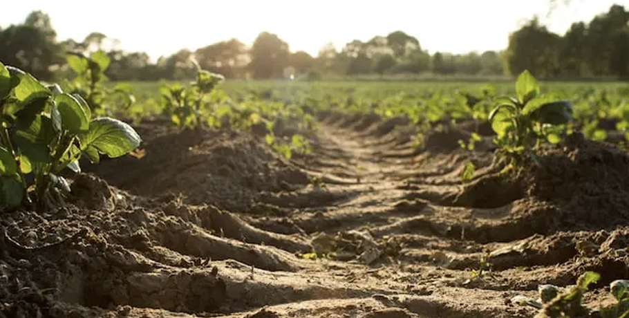 Uncovering the Nutrient Deficiencies in Our Soil Uncovering the Nutrient Deficiencies in Our Soil