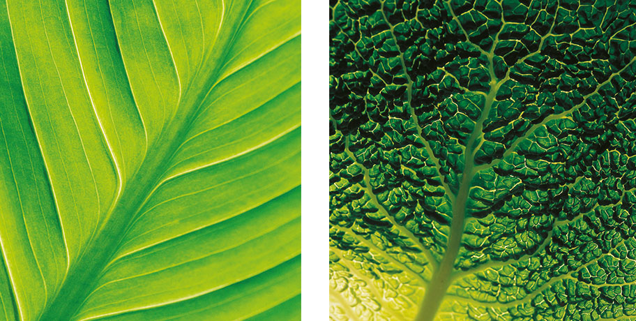 Do real wholefood and rawfood supplements exist? Do real wholefood and rawfood supplements exist?